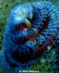 Close up macro shot of a Blue and Red Xmas tree worm take... by Niall Deiraniya 